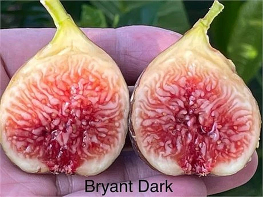 Philodendron Bryant Dark Cutting – Unrooted Plant with 3+ Nodes, Over 8 Inches Long, Rare Aroid Plant for Propagation