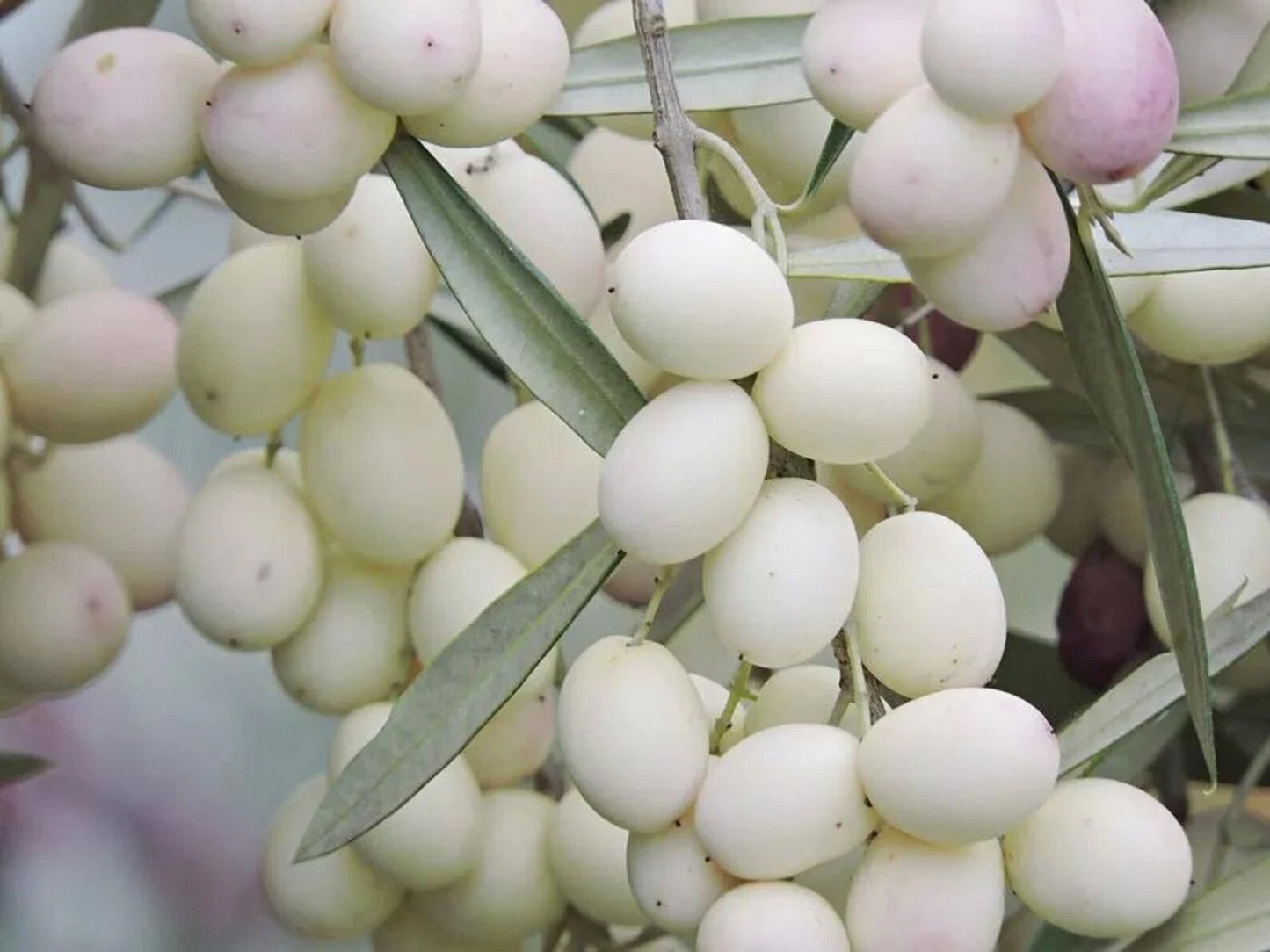White Olive Tree Cuttings – 3 Pack Rare Olea europaea Live Mediterranean Fruit Tree for Rooting and Grafting