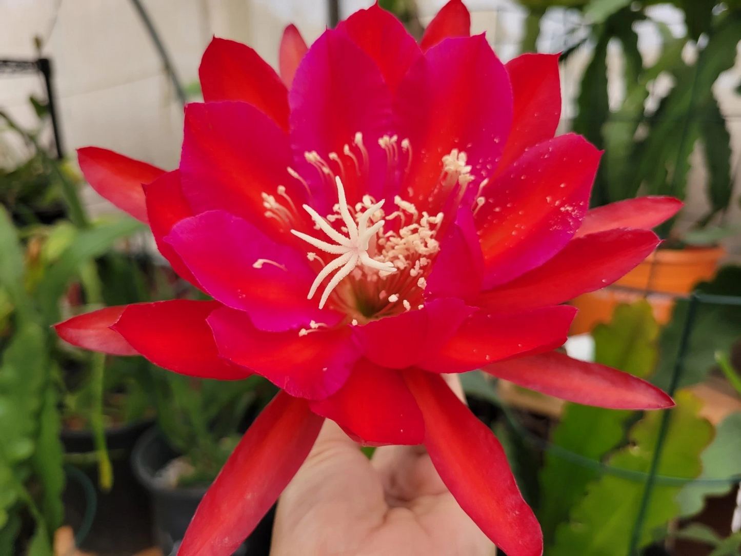 Epiphyllum ‘Burning Dream’ Cuttings 8–10" – Rare Orchid Cactus Segment for Indoor Garden and Collection