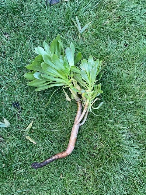 Green Aeonium Succulent Cutting – 10 Inch Unrooted Stem for Indoor Outdoor Planting, Houseplant, Crassulaceae