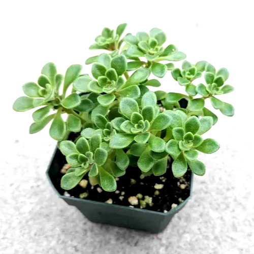 Aeonium Irish Bouquet – Live Succulent Plant, Compact Rosette, 2” Aeonium lindleyi var. viscatum for Pots, Rock Gardens & Arrangements