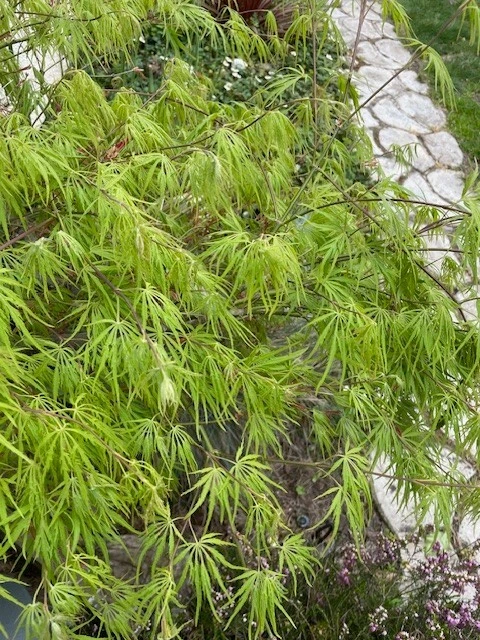 Japanese Dwarf Maple Tree Cuttings – 6 Fresh 6-Inch Rooting and Grafting Stock for Miniature Trees