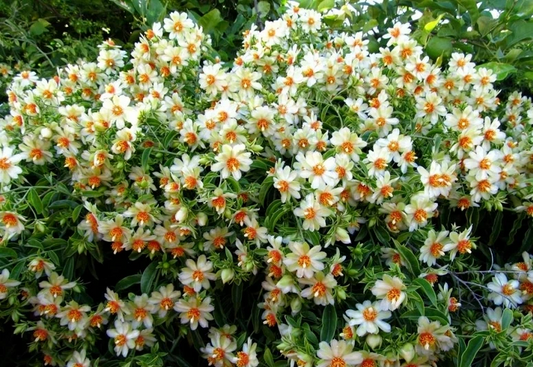 Pereskia aculeata Seeds – 10 Barbados Gooseberry Rose Cactus Seeds, Rare Climbing Cactus for Indoor Outdoor Gardens