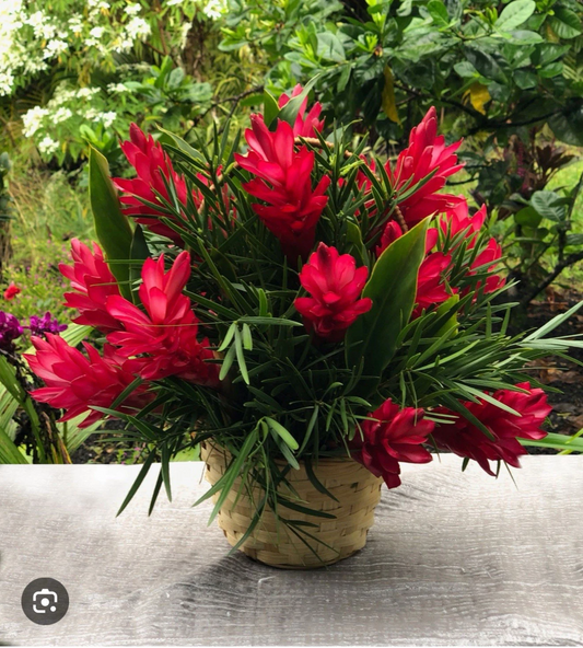 Hawaiian Red Ginger Plant Small Rooted Starter Tropical Ornamental Alpinia purpurata