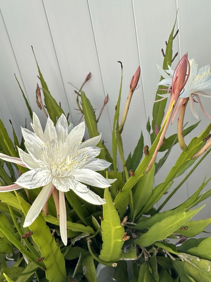 Cereus Night Blooming Cactus Cuttings – 3 Live Unrooted Propagation Clippings – Cereus spp. Columnar Succulent Plants