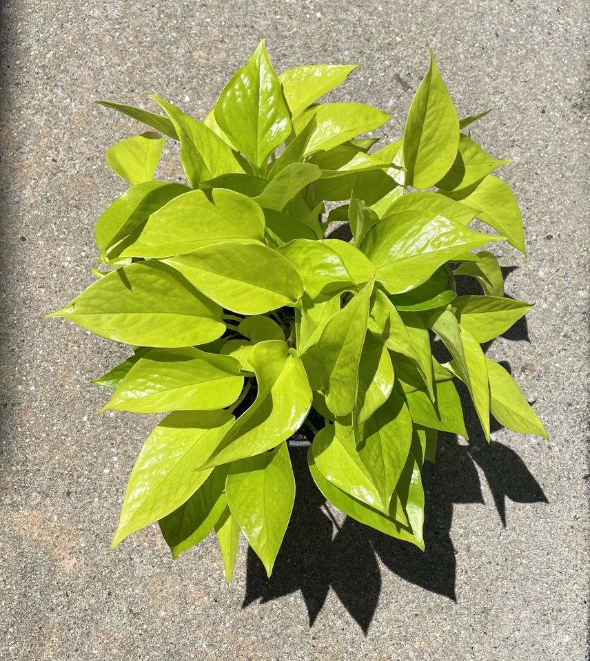 Pothos Cuttings Combo – 6 Indoor Plant Propagation Set with Marble Queen, Neon Lemon, Jade Green Epipremnum aureum