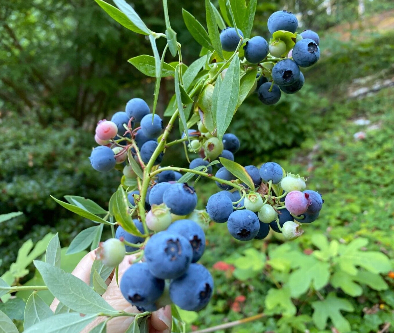 Evergreen Blueberry Plant Cuttings – 4 Unrooted Vaccinium shrub with Red Fall Foliage – Fruit-bearing Berry Plant for Garden Cultivation