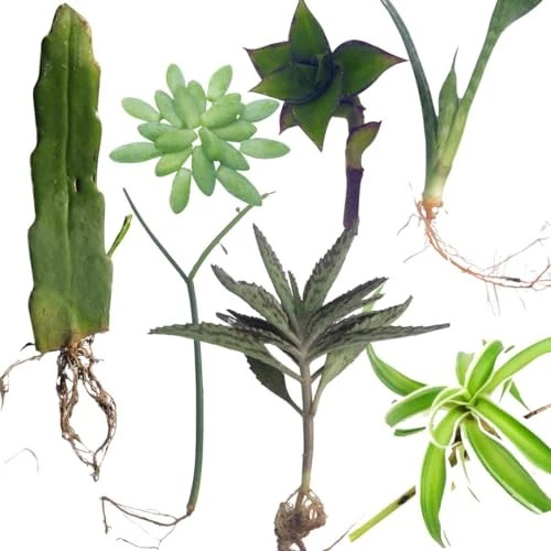 Indoor Plant Cuttings Pack – 7 Varieties Including Queen of Night, Burro’s Tail & More Easy-Root Houseplants for Propagation