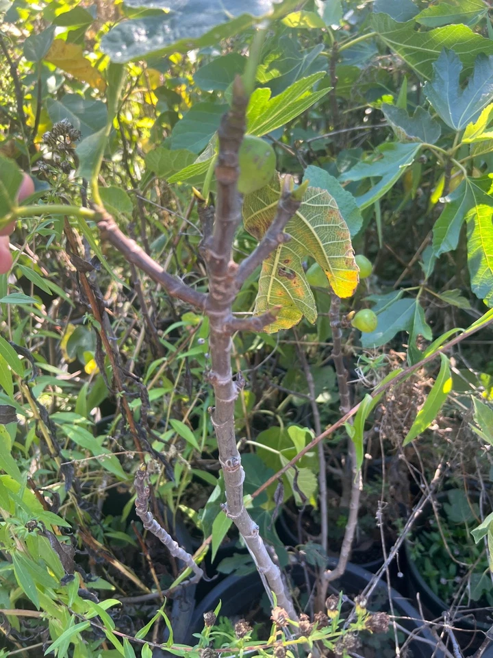 Bordissot Rossa Fig Tree Cuttings – 3 Unrooted Ficus carica Stems, Heirloom Fig Variety for Planting, Fruitful Garden