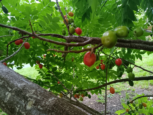 Hog Plum Cuttings – 5 Fresh Unrooted Spondias purpurea Ciruela Spanish Plum Fruit Tree for Planting