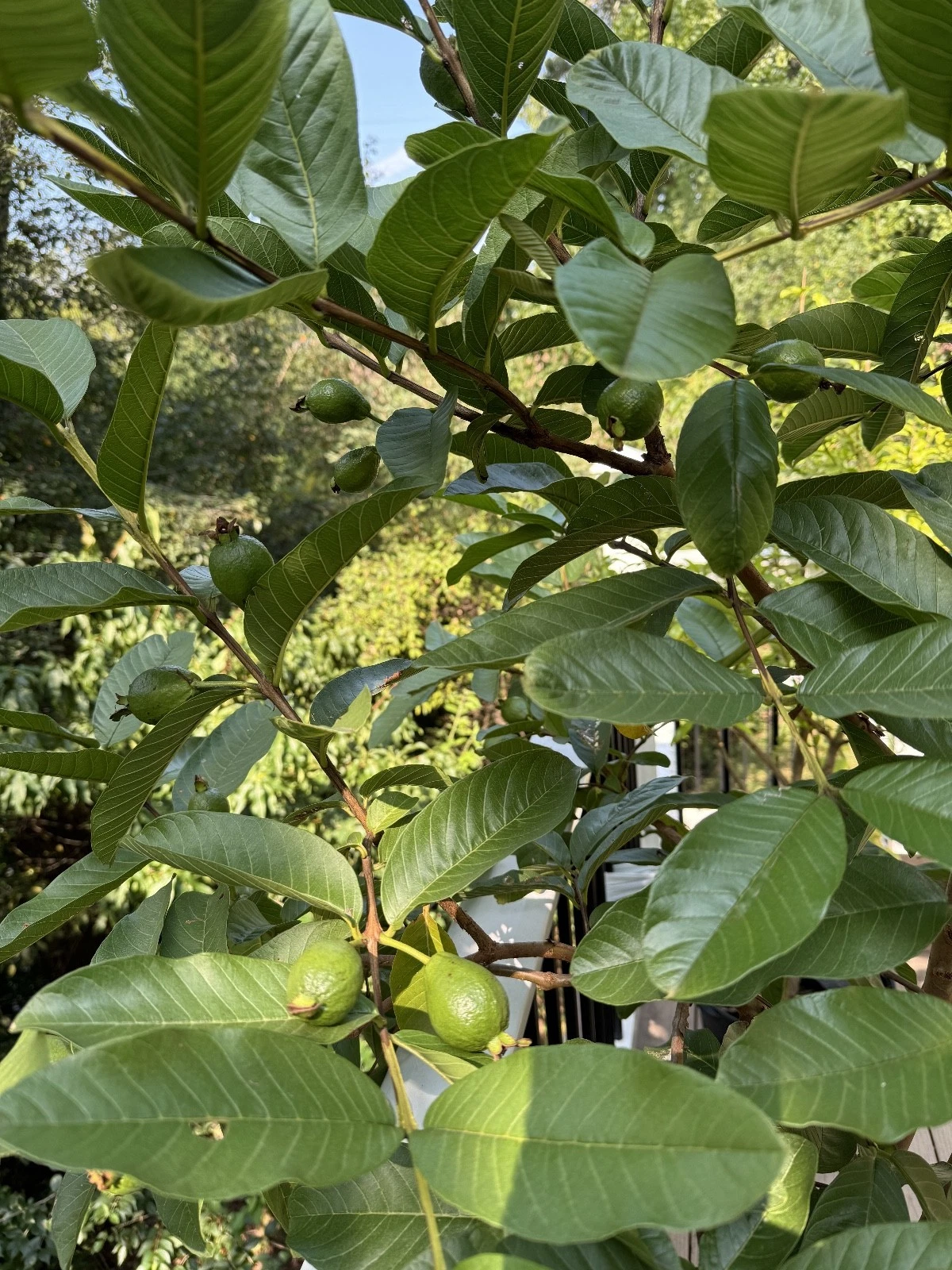 Tikal Guava Tree Cuttings – Live Psidium Guajava Fruit Tree Propagation for Planting and Gardening