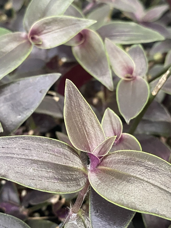 Tradescantia Dark Desire Rooted Cuttings – 2 Live Wandering Dude Plants, Tradescantia Jose Puig, Rare Purple Foliage, Trailing Houseplant