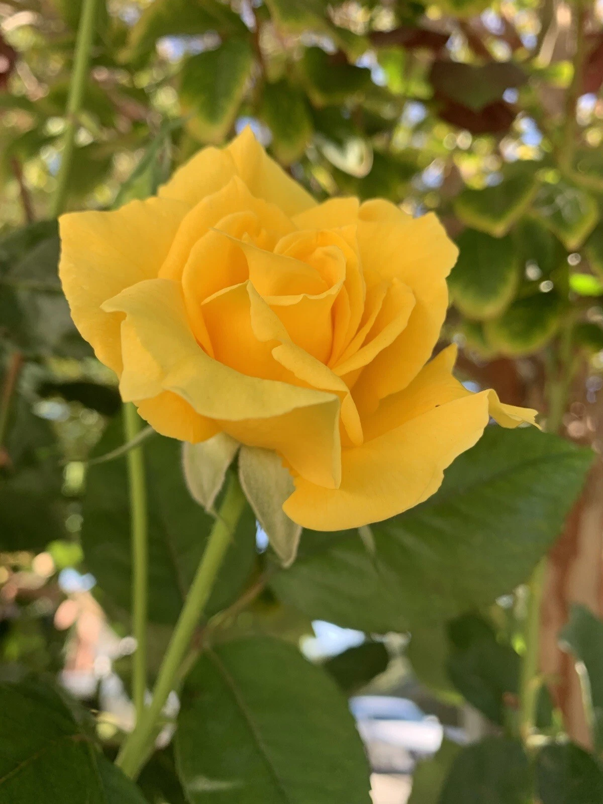 Radiant Perfume Rose Unrooted Cuttings – Large Yellow Garden Rose Propagation Set with Fragrant Blooms