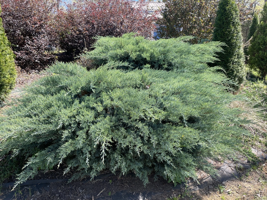 Grey Owl Spreading Juniper Cuttings – Unrooted Evergreen Shrub, 6-7 Inch, Juniperus virginiana