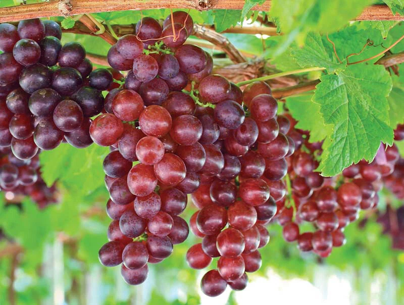 Catawba Red Grape Vine – Live Rooted Vitis Labrusca Plant for Wine, Juice & Jelly, Organic Hardy Fruit Plant for Garden