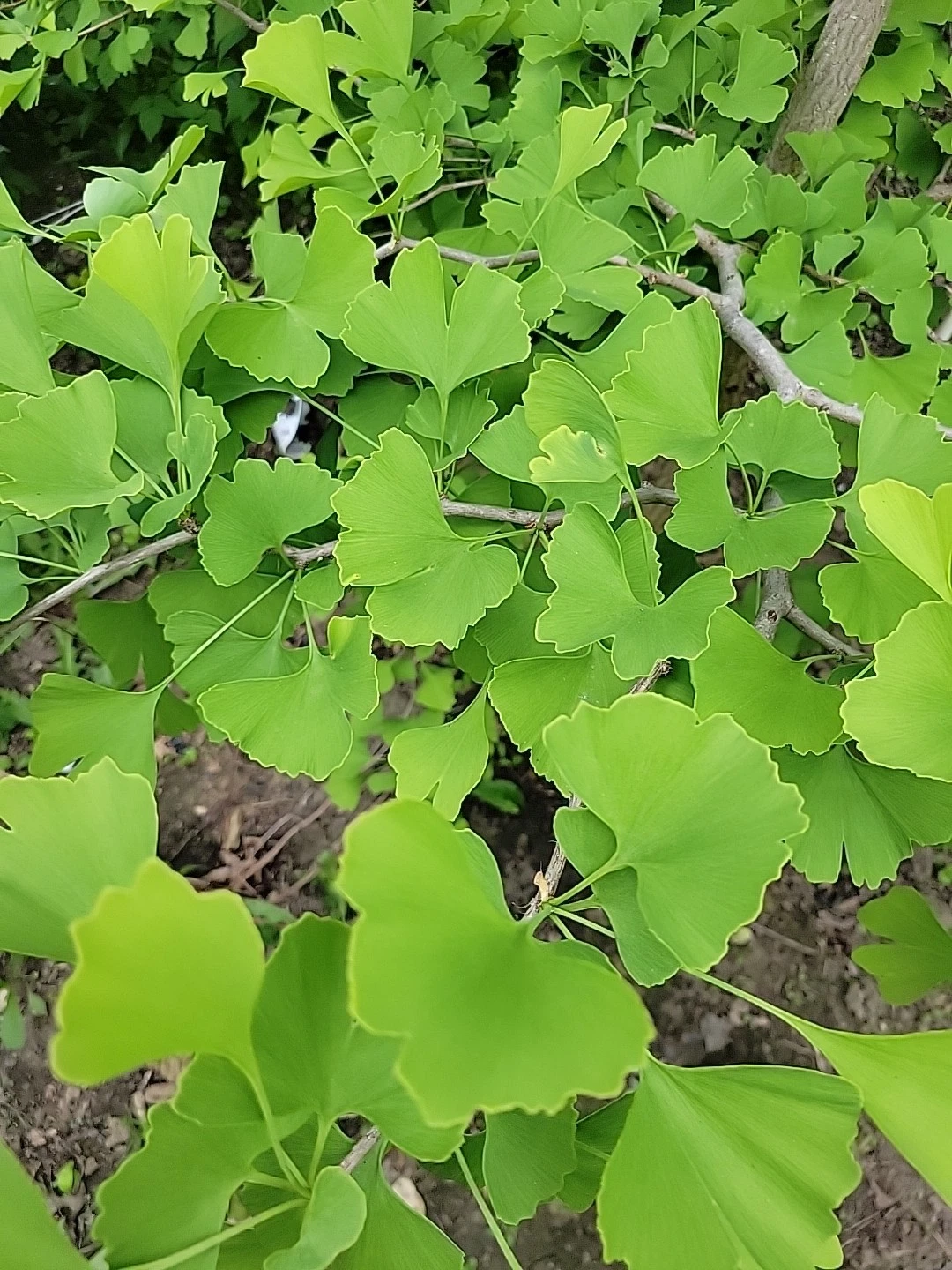 Fresh Organic Ginkgo Leaves – 150 Natural Leaves for Crafts, Resin Art, Pressing & Decoration, Ginkgo biloba