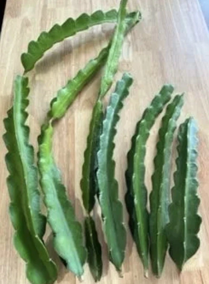 Florida Yellow Dragon Fruit Cuttings – Large Unrooted Self-Pollinating Pitaya Vine for Garden or Patio Cultivation
