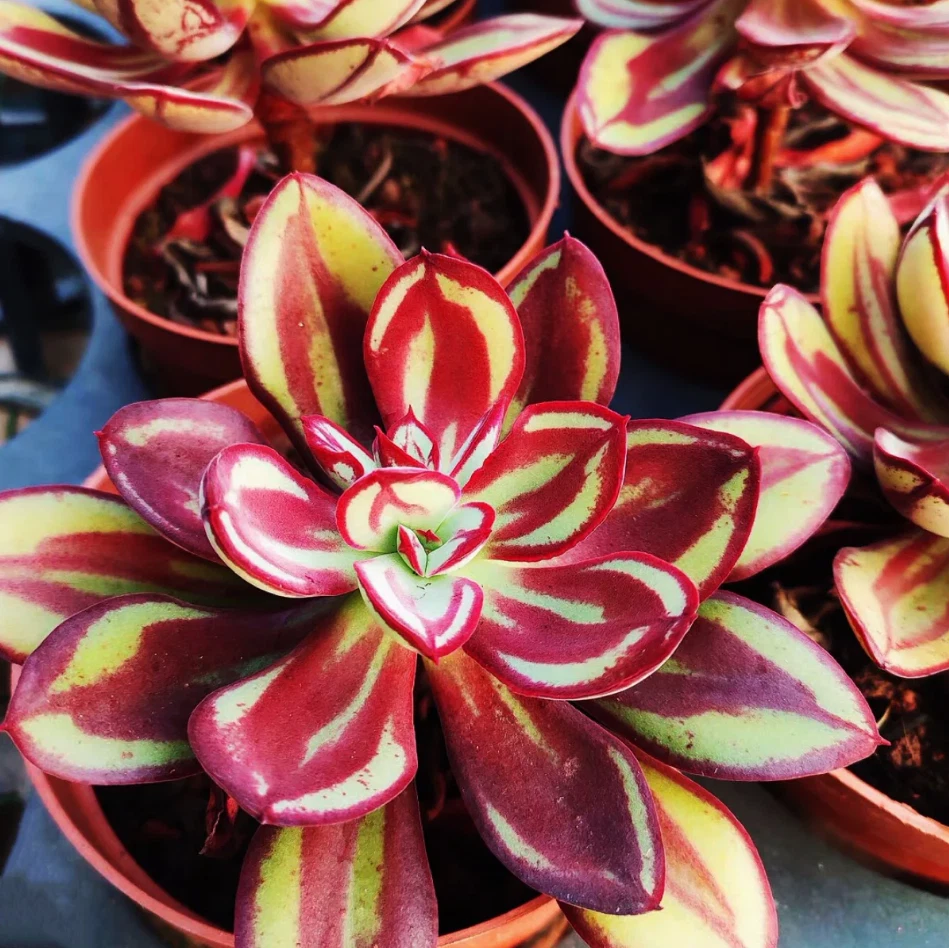 Echeveria Nodulosa Succulent Live Plant – 4 Inch Potted Rosette Plant for Indoor Garden, Easy Care, Colorful Foliage