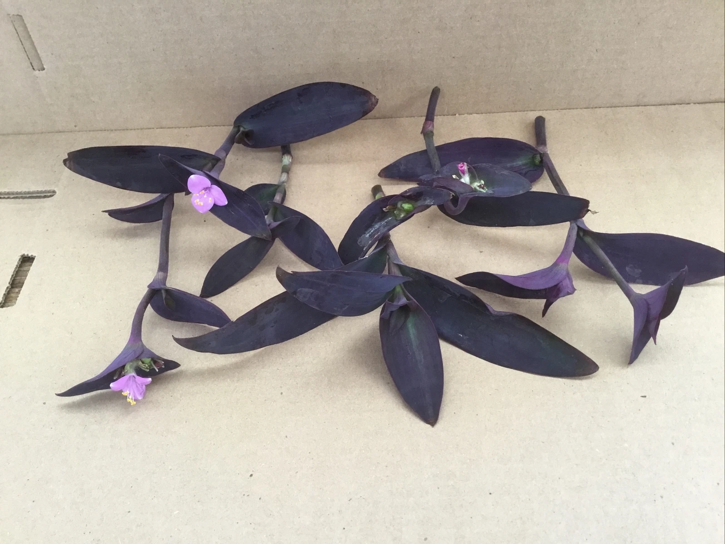 Purple Jade Succulent Live Cuttings – Easy-Grow Jade Variety with Purple Tones – Perennial Indoor or Outdoor Plant Starter