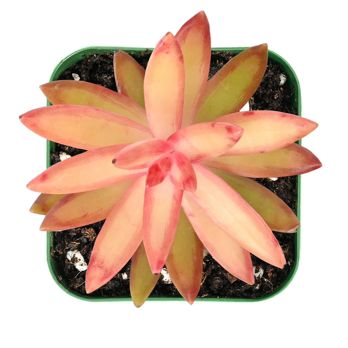 Sedum Adolphii Succulent – Live Rooted Plant in 2-Inch Planter – Golden Orange Foliage – Crassulaceae