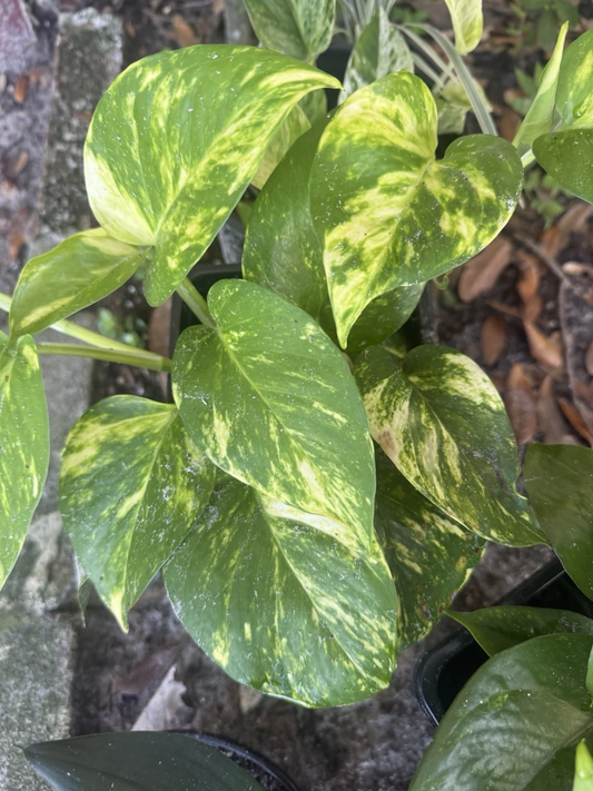 Golden Pothos Rooted Cuttings – Epipremnum aureum Indoor Vines for Potting and Gardening