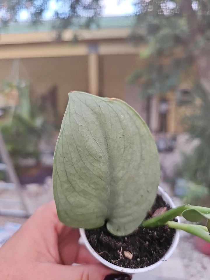 Rooted Live Plant in 2.5” Pot, Scindapsus Platinum Java Silver Hero, Rare Silver Houseplant with Shimmering Leaves
