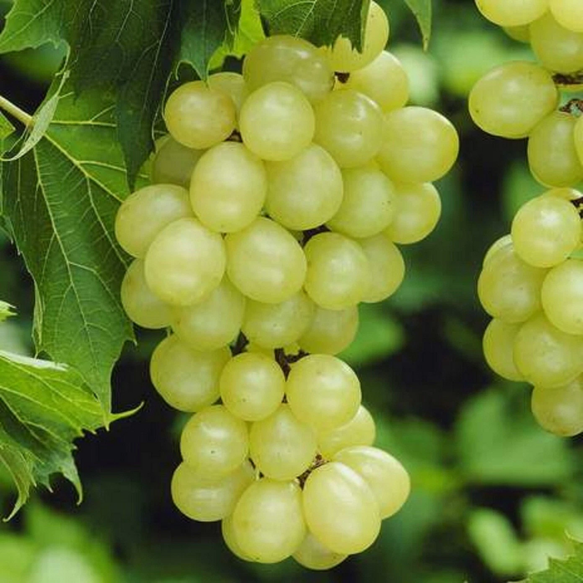 Niagara Grape Cuttings - 7 Unrooted Vitis spp. for Home Garden Propagation, Fresh Grape Vine Rooting Cuttings