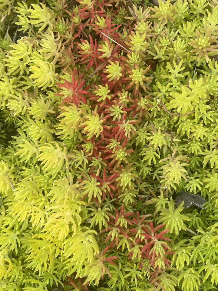 Sedum Angelina Cuttings 9pcs | Hardy Bareroot Succulent | Golden Stonecrop Ground Cover | Sedum rupestre