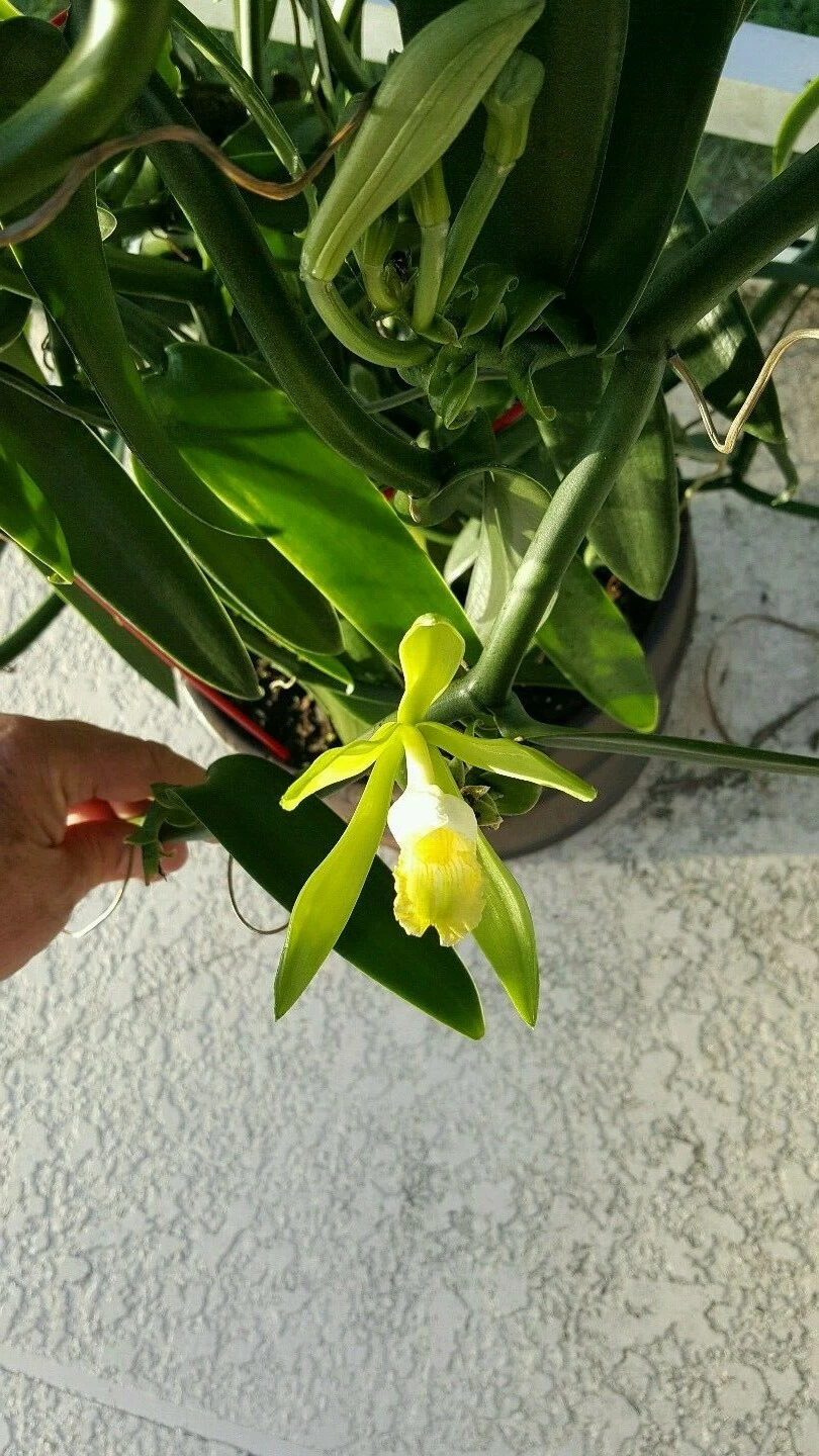 Vanilla Bean Orchid Cutting – 12 Inch Fresh Vanilla Planifolia Vine for Propagation, Fragrant Vanilla Orchid Plant