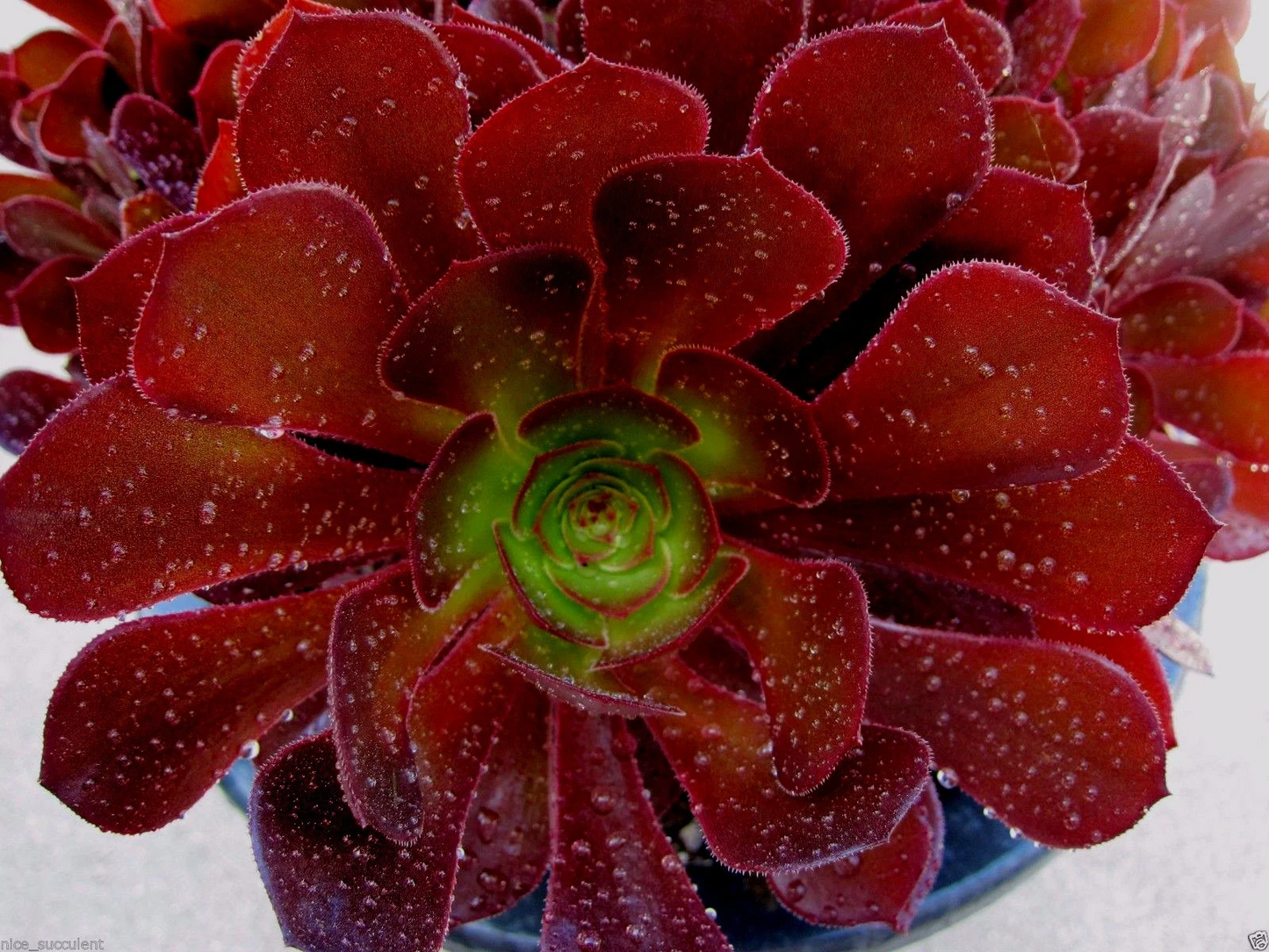 Aeonium KOKINO Hybrid Succulent Cuttings – 2 Fresh Live Aeonium Varieties for Planting & Propagation