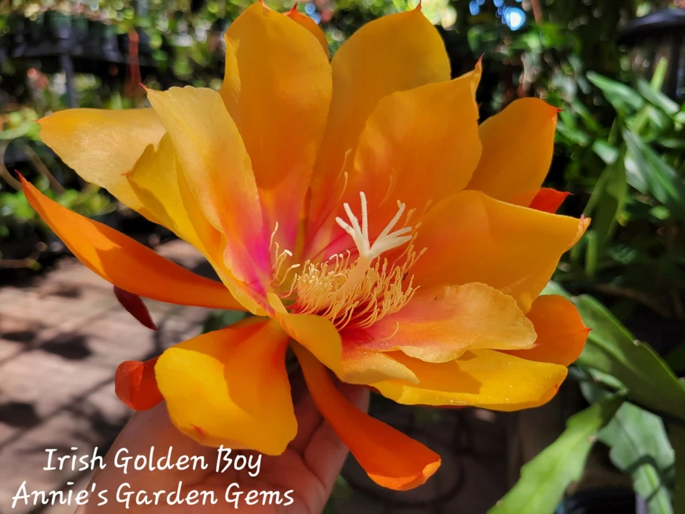 Epiphyllum Irish Golden Boy Cutting – Unrooted Orchid Cactus 8–10 Inches for Planting, Yellow Blooms, Low-Maintenance Houseplant