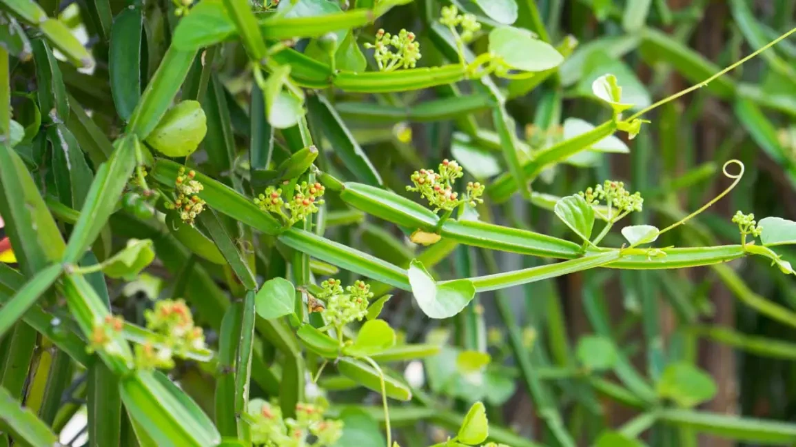 Cissus quadrangularis Cutting – 12 Inch Veldt Grape Vine, Succulent Climber, Easy-Grow Indoor/Outdoor Plant
