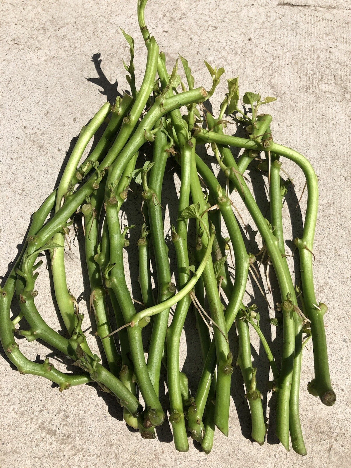 White Sweet Potato Slips - 20 Cutting Vines Ready to Plant - Ipomoea Batatas - Garden Starter Plants for Home Gardens