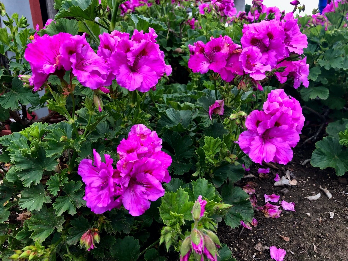 Purple Pelargonium Regal Geranium Cutting – 6–8 Inch Live Stem for Propagation and Garden Containers, Vibrant Purple Blooms, Pelargonium x hortorum