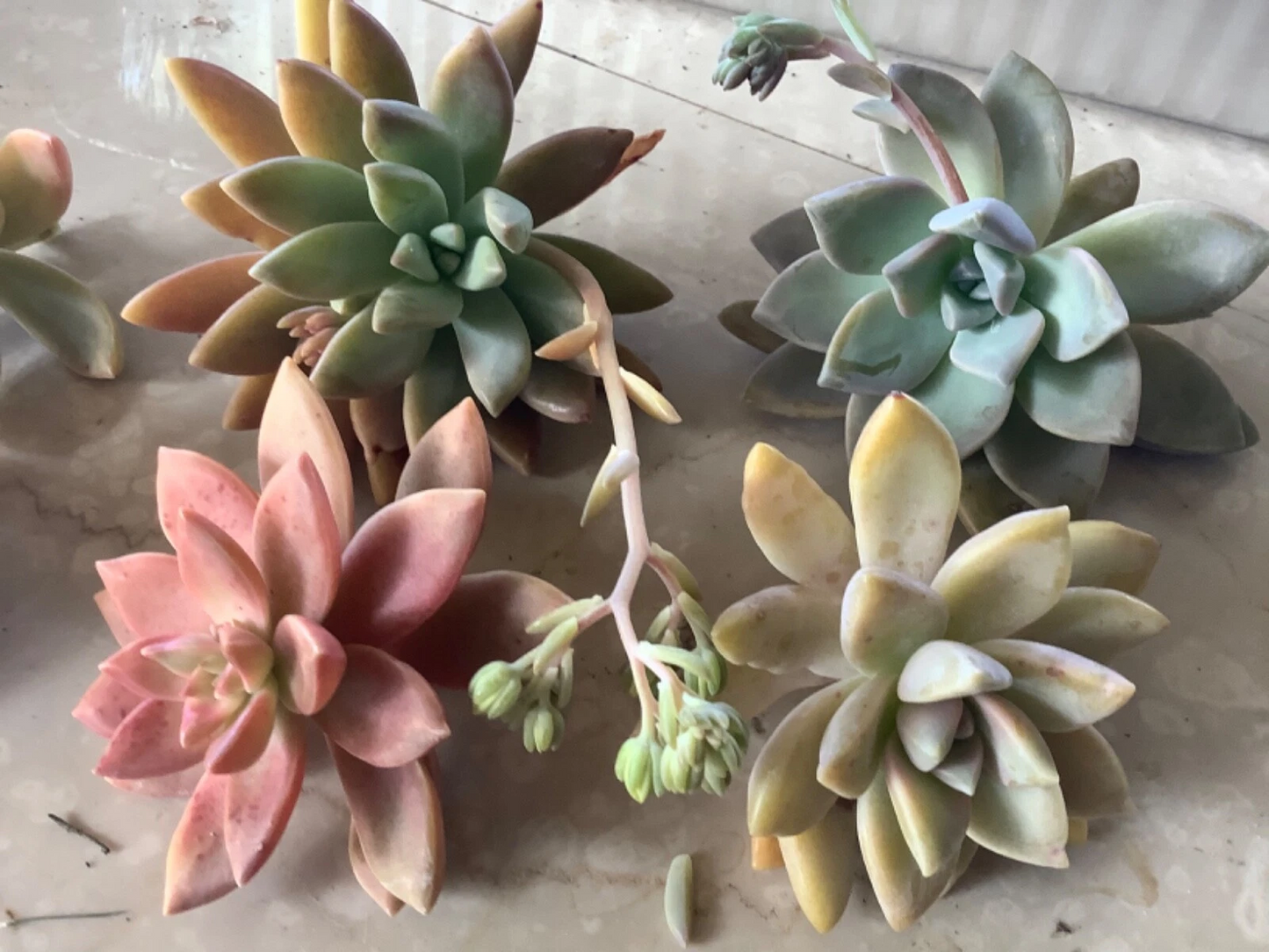6 Assorted Succulent Cuttings Pack – Unrooted Mixed Varieties for Easy Propagation, Cactus & Succulent Starter Kit
