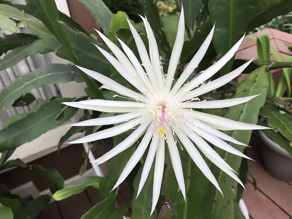 Epiphyllum Orchid Cactus Cuttings – 3 Night Blooming Cereus Hookeri Strictum Stems for Rooting, Fragrant Night Blooms, Easy Care Succulent