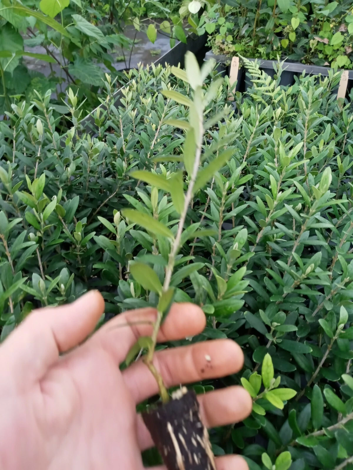 Arbequina Olive Tree – 1 Live Starter Plant | Olea europaea Young Tree for Indoor Outdoor Garden | Easy-Grow Fruit Plant