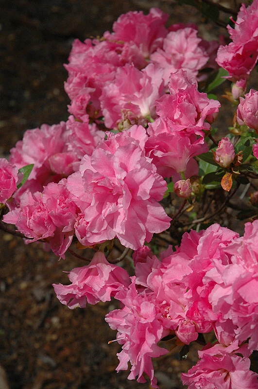 Hallie Azalea Rhododendron Starter Plant – Deciduous Shrub with Orchid Pink Triple Blooms for Garden and Landscape