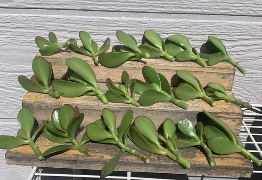 Jade Plant Cuttings – 18 Crassula Ovata Succulent Stems in Mixed 2–4 Inch Sizes for Rooting, Indoor & Outdoor Garden