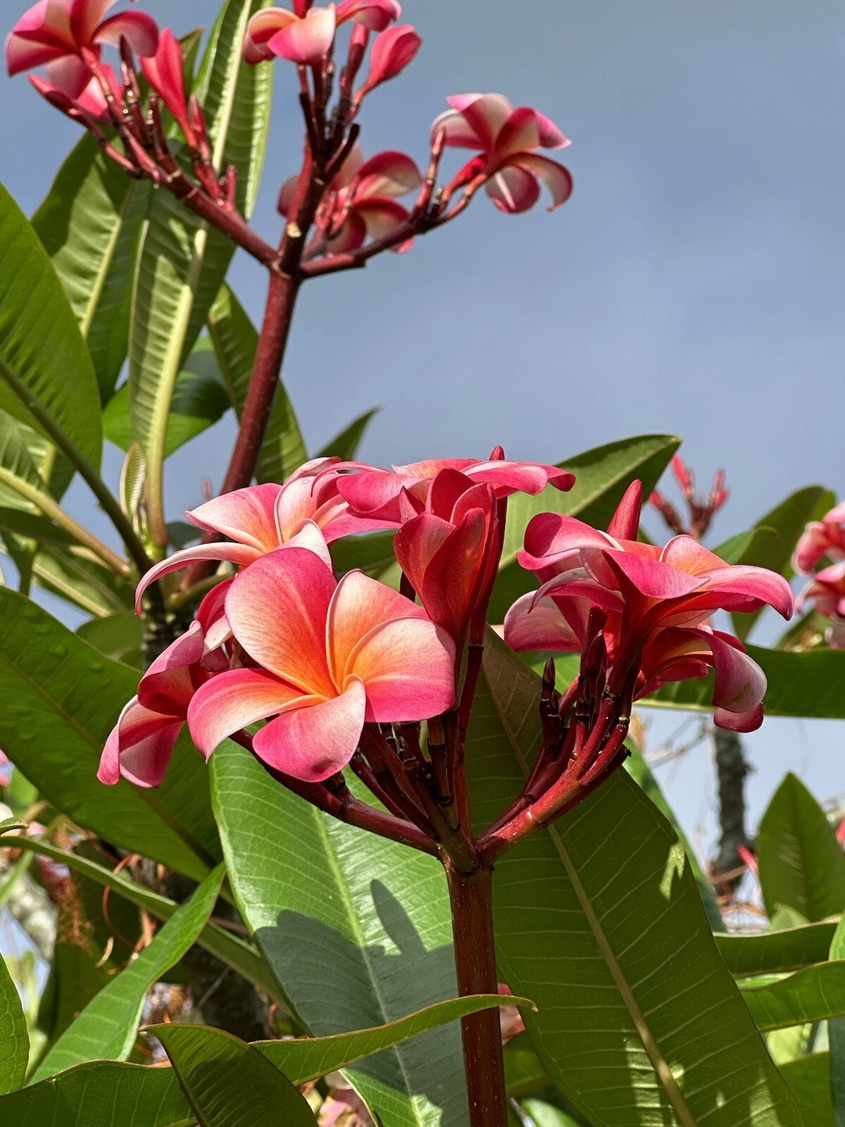 Pink Plumeria Cuttings – 10 Inch Unrooted Frangipani Flowering Tree Starts, Single Head, Garden Planting, Pink Plumeria (Plumeria rubra)