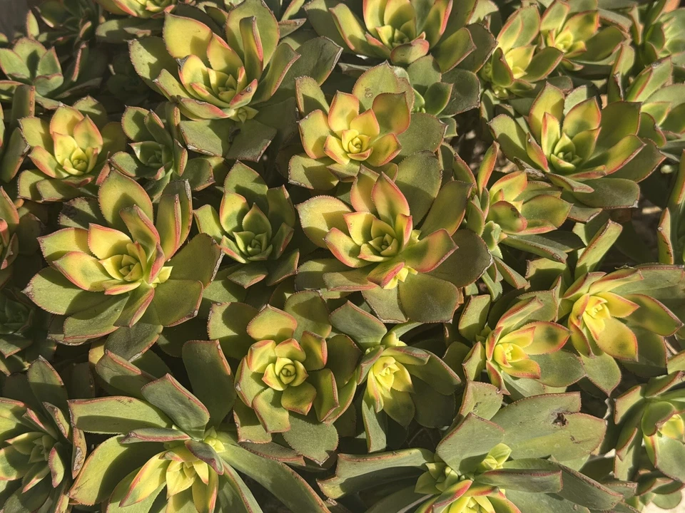 Aeonium ‘Kiwi’ Succulent Cuttings – Live Propagation Plant for Garden & Indoor Decor – Aeonium haworthii