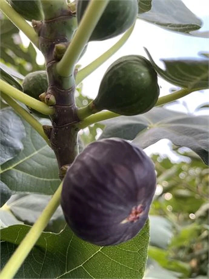 Dark Portuguese Fig Cutting – 8"+ Ficus carica Propagation Wood with 3+ Nodes for Grafting and Orchard Expansion