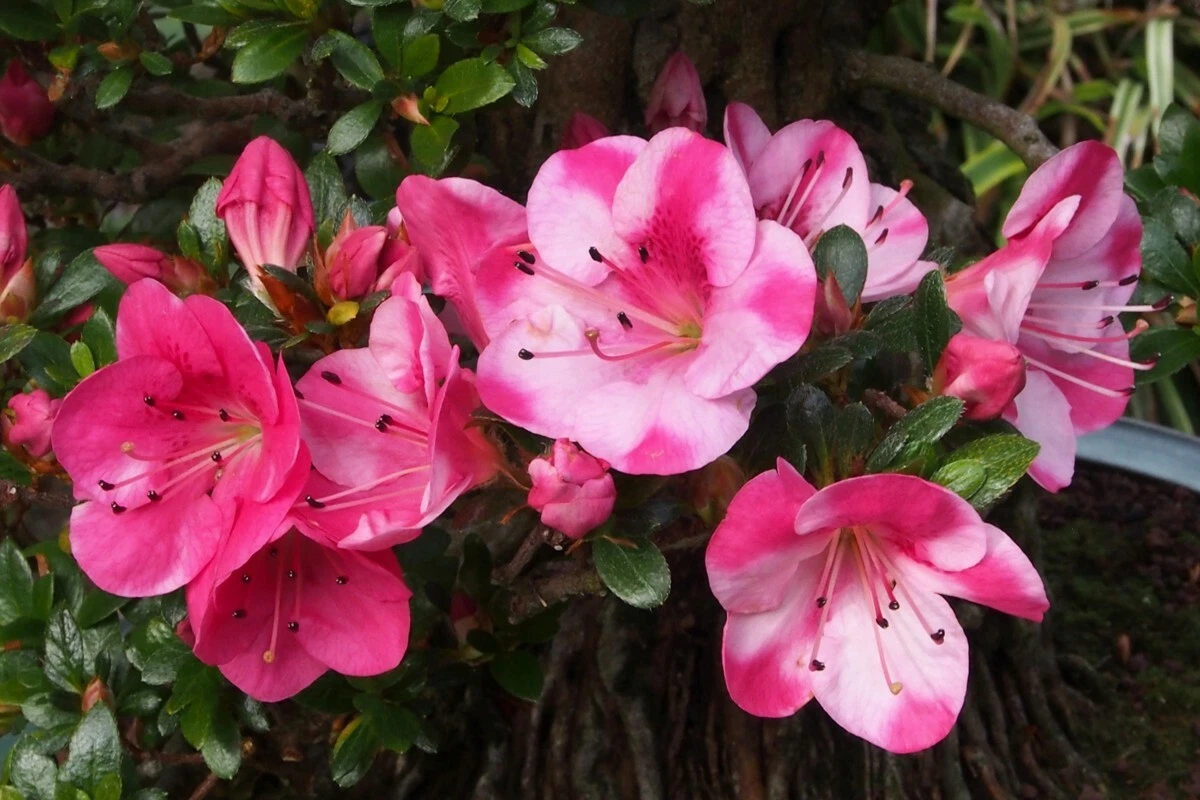 Azalea ‘Kobai 2’ Deciduous Shrub with Bi-Color Flowers – Rhododendron sp. Starter Plant