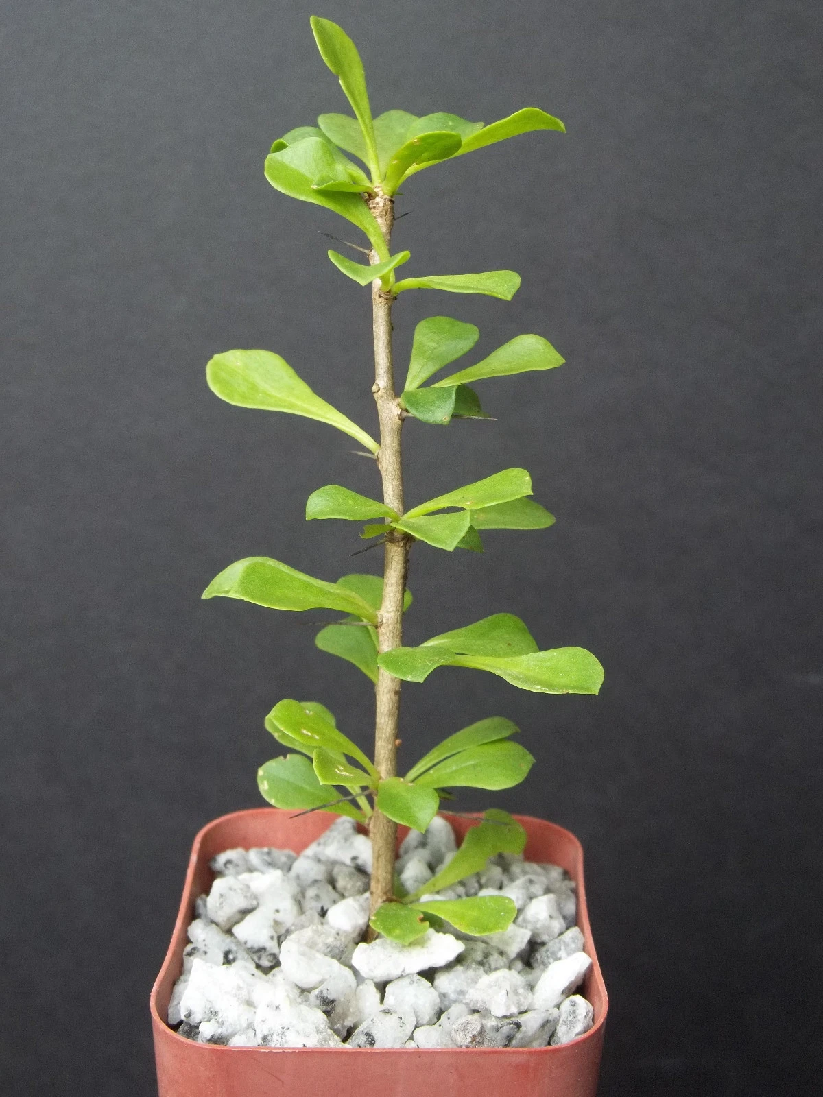 Pereskia portulacifolia Caudex Cactus Plant | Rare Bonsai Style Starter | Exotic Succulent for Indoor Garden