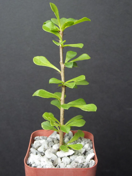 Pereskia portulacifolia Caudex Cactus Plant | Rare Bonsai Style Starter | Exotic Succulent for Indoor Garden
