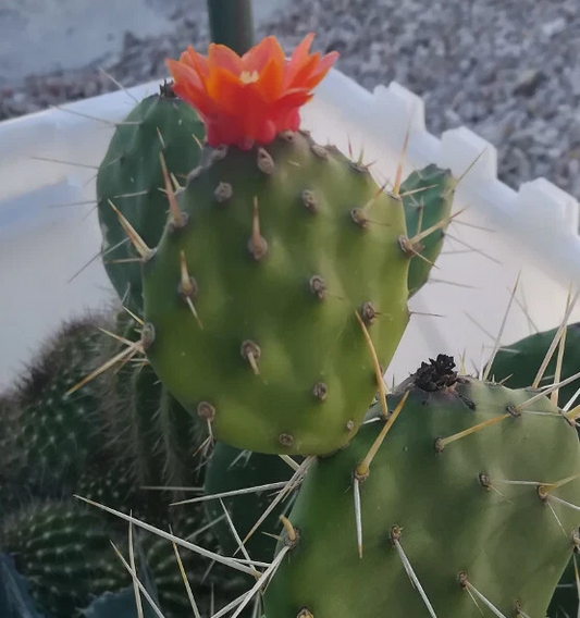 Opuntia paraguayensis Cactus – Live Compact Dark Green Prickly Pear with Orange Blooms Succulent Plant