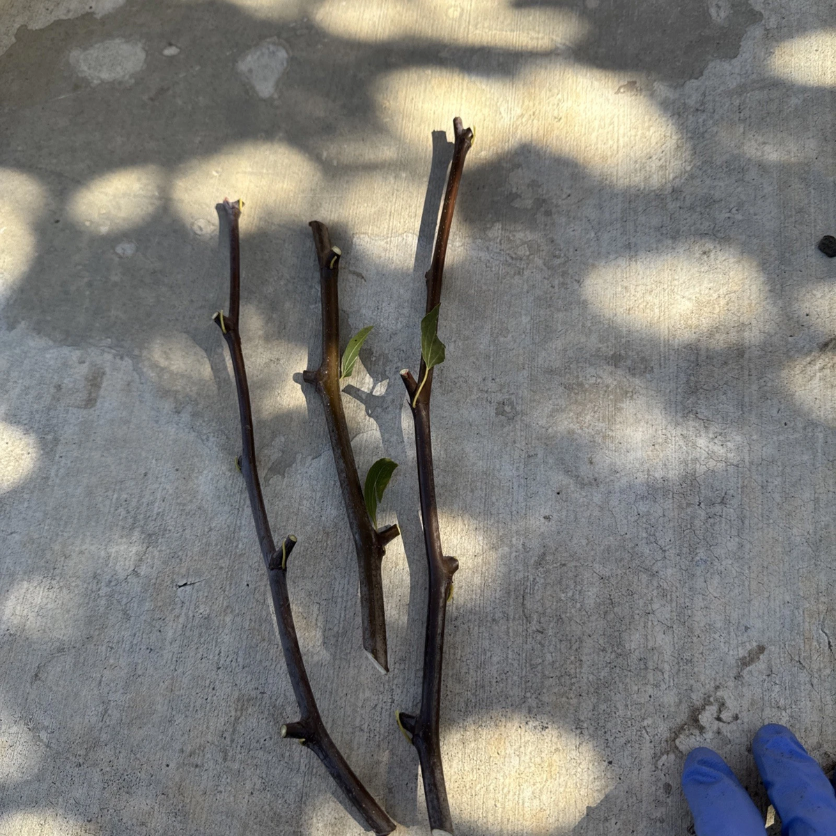 Sugarcane Jujube Scions – 3 Unrooted 8" Cuttings for Grafting, Ziziphus jujuba Fruit Tree, Sweet Crisp Fruit Variety