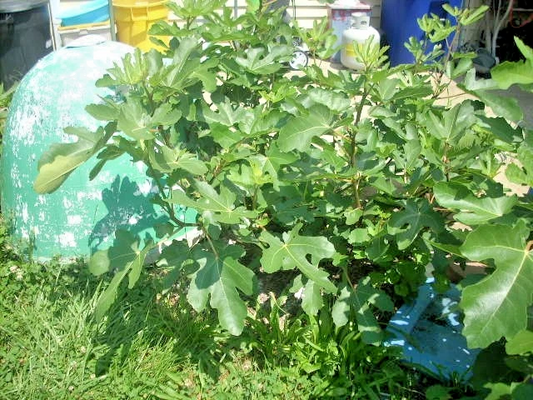 Maltese Falcon Fig Tree Cuttings – 5 Unrooted Rain Tolerant Productive Fig Variety for Gardening