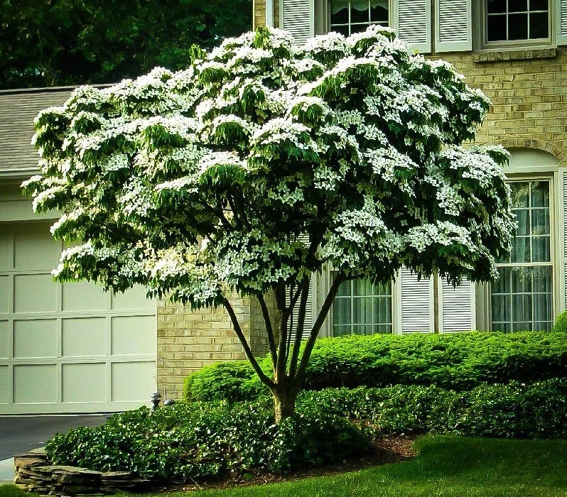 White Kousa Dogwood Tree Cuttings – 3 Unrooted Cornus Kousa Ornamental Flowering Tree for Garden Landscaping