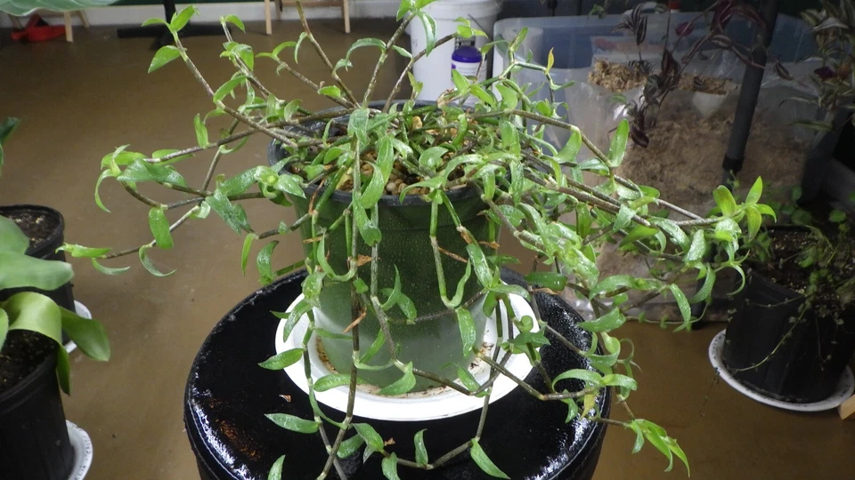 Callisia micrantha Cuttings – Trailing Houseplant Vine, Fresh Stem for Rooting, Indoor Plant Starter, Easy Care Greenery